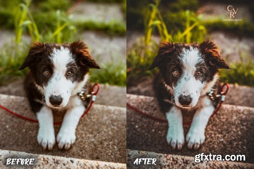 CreativeMarket - 8 Dogs Lightroom Presets 6278930