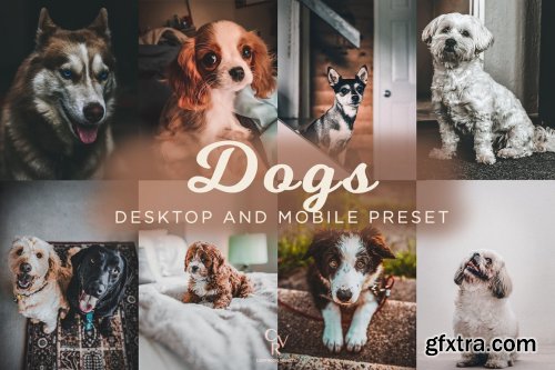 CreativeMarket - 8 Dogs Lightroom Presets 6278930