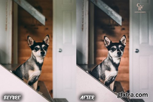 CreativeMarket - 8 Dogs Lightroom Presets 6278930