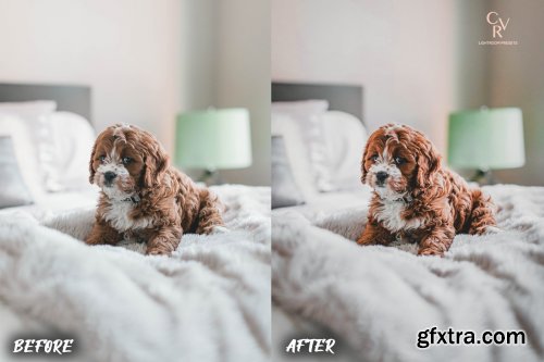 CreativeMarket - 8 Dogs Lightroom Presets 6278930