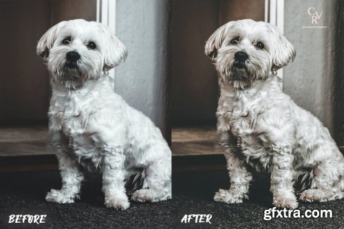 CreativeMarket - 8 Dogs Lightroom Presets 6278930