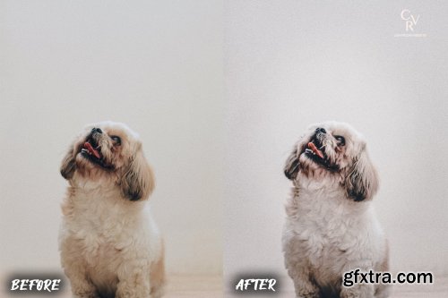 CreativeMarket - 8 Dogs Lightroom Presets 6278930