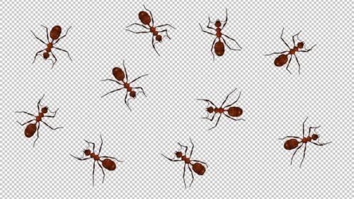 Videohive - 10 Red Ants - Passing Screen - Top View - 34509858 - 34509858