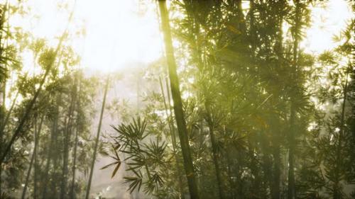 Videohive - Asian Bamboo Forest with Morning Sunlight - 34519399 - 34519399