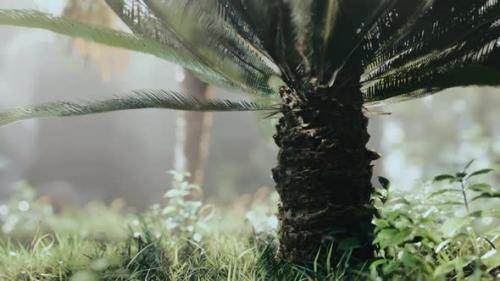 Videohive - Tropical Garden with Palm Trees in Sun Rays - 34519412 - 34519412