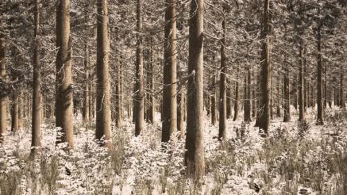 Videohive - Coniferous Forest Illuminated By the Winter Morning Sun - 34519509 - 34519509