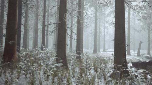 Videohive - Frozen Winter Forest in the Fog - 34519514 - 34519514