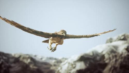 Videohive - Extreme Slow Motion Shot of Eagle - 34519618 - 34519618