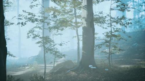 Videohive - Panorama of Green Forest at Cold Foggy Morning - 34519630 - 34519630