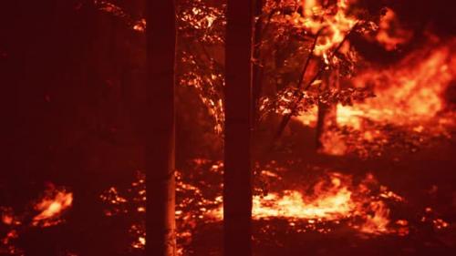 Videohive - Large Flames of Forest Fire - 34519642 - 34519642