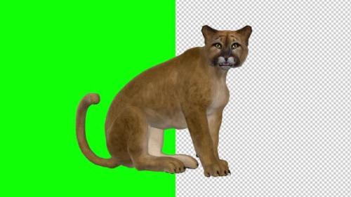 Videohive - Puma - Seating and Roaring Loop - Transparent and Green Screen - 34535547 - 34535547