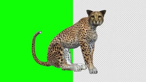 Videohive - Cheetah - Seating and Roaring Loop - Transparent and Green Screen - 34535548 - 34535548