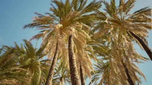 Videohive - Coconut Palm Tree Foliage Under Sky - 34611949 - 34611949