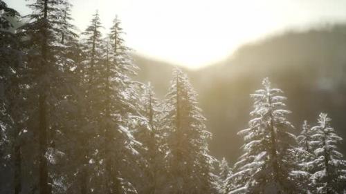 Videohive - Beautiful Winter Landscape in the Mountains - 34612000 - 34612000