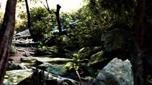 Videohive - Green Tropical Forest with Rays of Light - 34612022 - 34612022