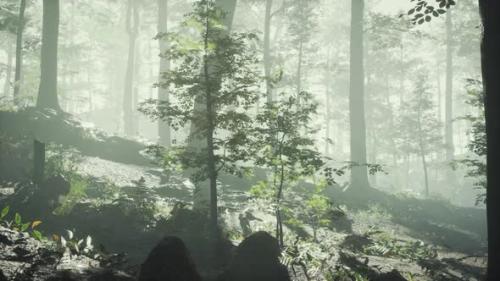 Videohive - Sunny Silhouetted Forest with Sunbeams Through Fog - 34612027 - 34612027