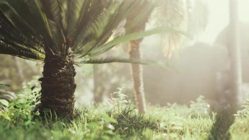 Videohive - Tropical Garden with Palm Trees in Sun Rays - 34615304 - 34615304