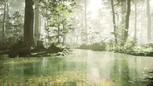 Videohive - Sunrise with Sunbeams Through the Forest By the Lake - 34615411 - 34615411