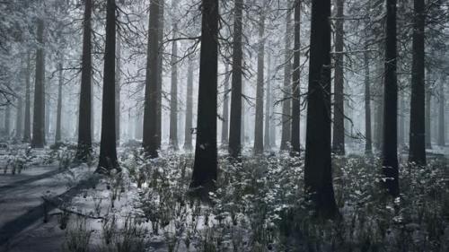 Videohive - Frozen Winter Forest in the Fog - 34615419 - 34615419