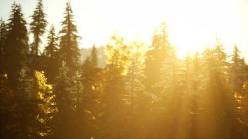 Videohive - Mountain Autumn Landscape with Yellow Forest - 34615420 - 34615420