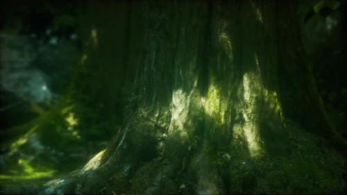 Videohive - Beautiful Green Moss on the Floor and Trees - 34615442 - 34615442