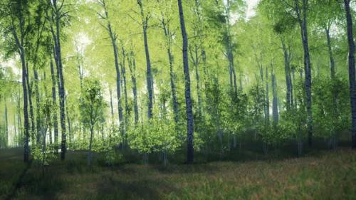 Videohive - Panorama of Birch Forest with Sunlight - 34615545 - 34615545