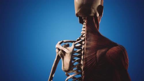 Videohive - Muscular and Skeletal System of Human Body - 34858995 - 34858995