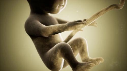 Videohive - Medical 3d Animation of a Human Fetus - 34859004 - 34859004