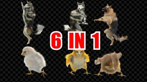 Videohive - Dog Chick Dancing 6 Pack - 34888380 - 34888380