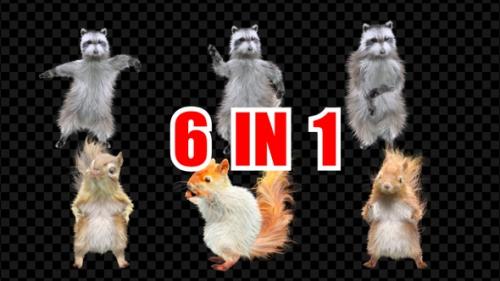 Videohive - Squirrel Raccoon Dancing 6 Pack - 34857604 - 34857604