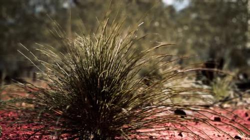 Videohive - Australian Bush with Trees on Red Sand - 34949240 - 34949240