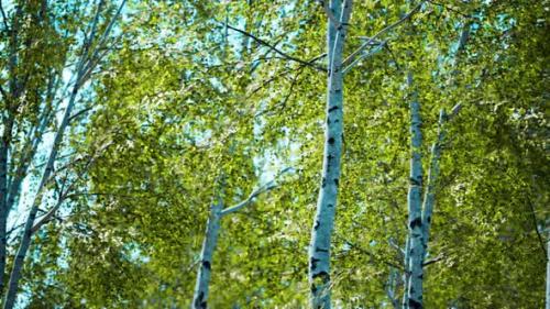 Videohive - White Birch Trees in the Forest in Summer - 34949279 - 34949279