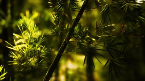 Videohive - Green Bamboo Forest in Hawaii - 34949289 - 34949289