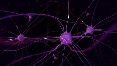 Videohive - Animation of the Nervous System and Impulses of Brain Neurons Under a Microscope - 34952861 - 34952861