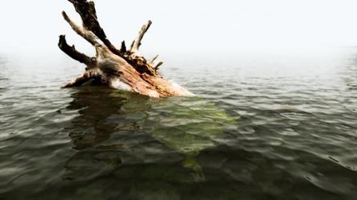 Videohive - Dead Oak Tree in the Atlantic Ocean Water - 34931054 - 34931054