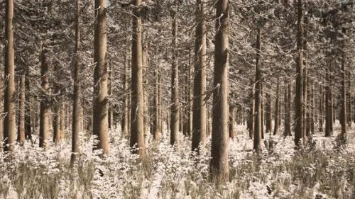 Videohive - Landscape Snow Trees Dense Forest in Winter - 34931119 - 34931119