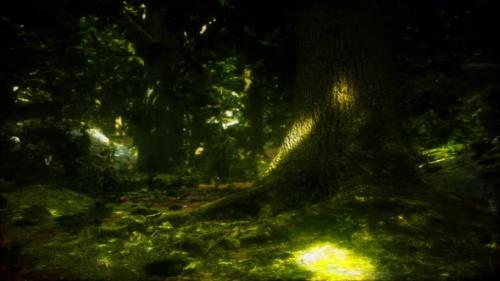 Videohive - Forest Landscape with Old Massive Trees and Mossy Stones - 34931197 - 34931197