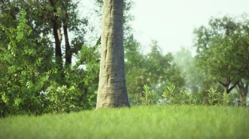 Videohive - Vibrantly Green Park Space Deserted Due to the the Covid 19 Lockdown - 34931220 - 34931220