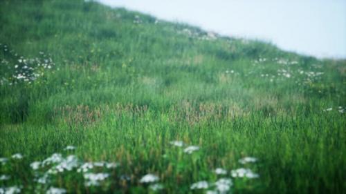 Videohive - Green Hills with Fresh Grass and Wild Flowers in the Beginning of Summer - 34931296 - 34931296