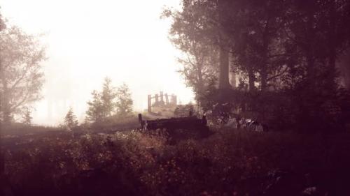 Videohive - Summer Fog in the Forest - 34931370 - 34931370