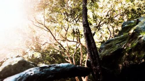 Videohive - Green Tropical Forest with Rays of Light - 34931395 - 34931395