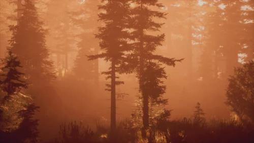 Videohive - Panoramic View of the Majestic Evergreen Forest in a Morning Fog - 34931405 - 34931405