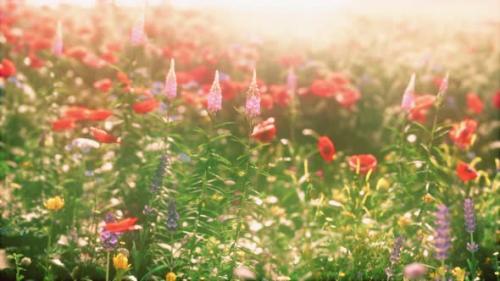 Videohive - Wild Field of Flowers at Sunset - 34931445 - 34931445