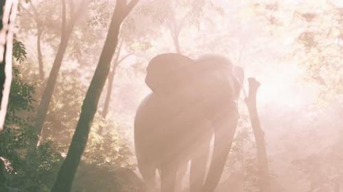 Videohive - Elephant in Tropical Forest with Fog - 34931486 - 34931486