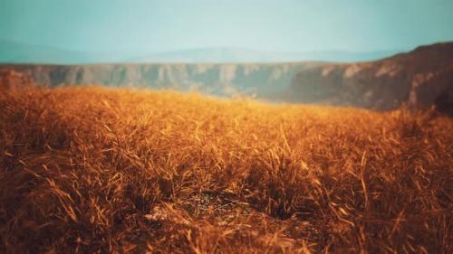Videohive - Golden Rocks and Grass in Mountains - 34947739 - 34947739