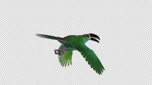 Videohive - Toucan - II - Green Aracari - Flying Loop - Back Angle - 34947758 - 34947758