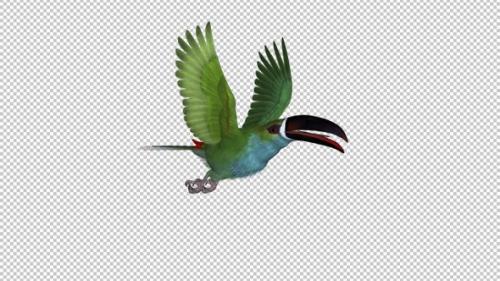 Videohive - Toucan - II - Green Aracari - Flying Loop - Side Angle - 34947759 - 34947759