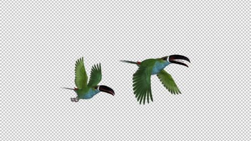 Videohive - Toucan - II - Green Aracari - Two Birds - Flying Transition - Side View CU - 34947761 - 34947761