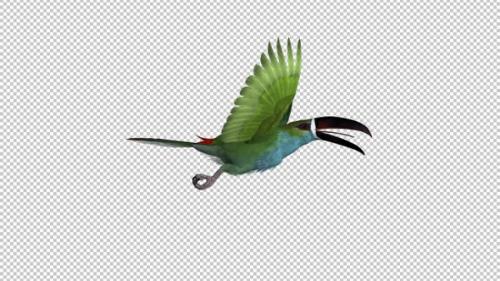 Videohive - Toucan - II - Green Aracari - Flying Loop - Side View - 34947763 - 34947763