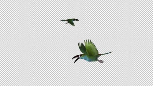 Videohive - Toucan - II - Green Aracari - Two Birds - Flying Around - 34947764 - 34947764